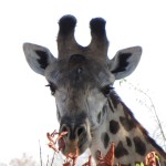 Tanzania Giraffe -Perfect pose --- down to the eye lashes!