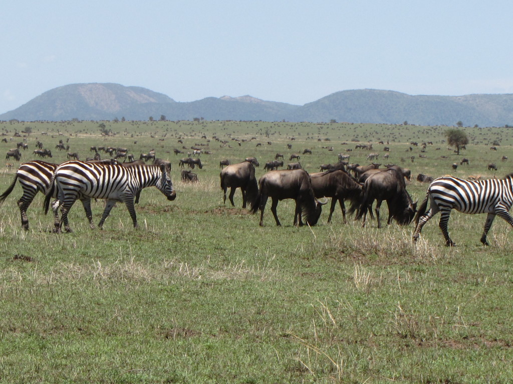 2010_1029Africa8gb2raw0181