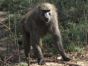 Large Male Baboon