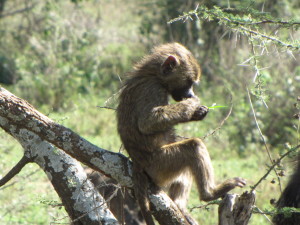 Baby Baboon in Tree