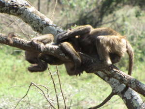 Two Baby Baboons at Play