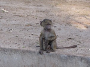 Baby Baboon at Roadside