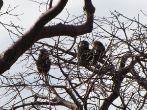 Baboon Families High in a Baobab Tree for Nightly Protection from Predators