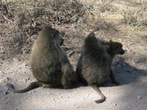 Baboon Family Group