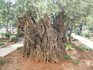 The largest tree in the garden.