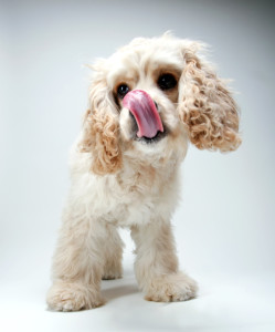 Pretty Cocker Spaniel Puppy