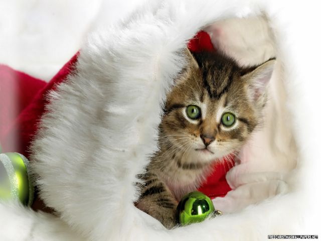 Christmas Kitten Lg
