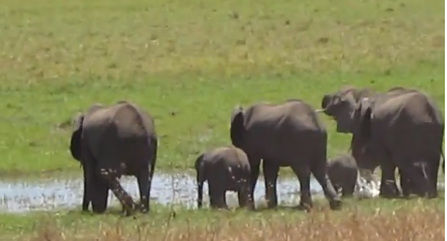 Elephants Video Screen Shot