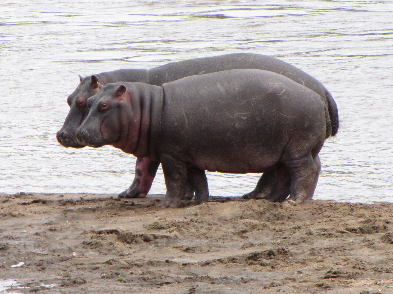 Affectionate Hippos