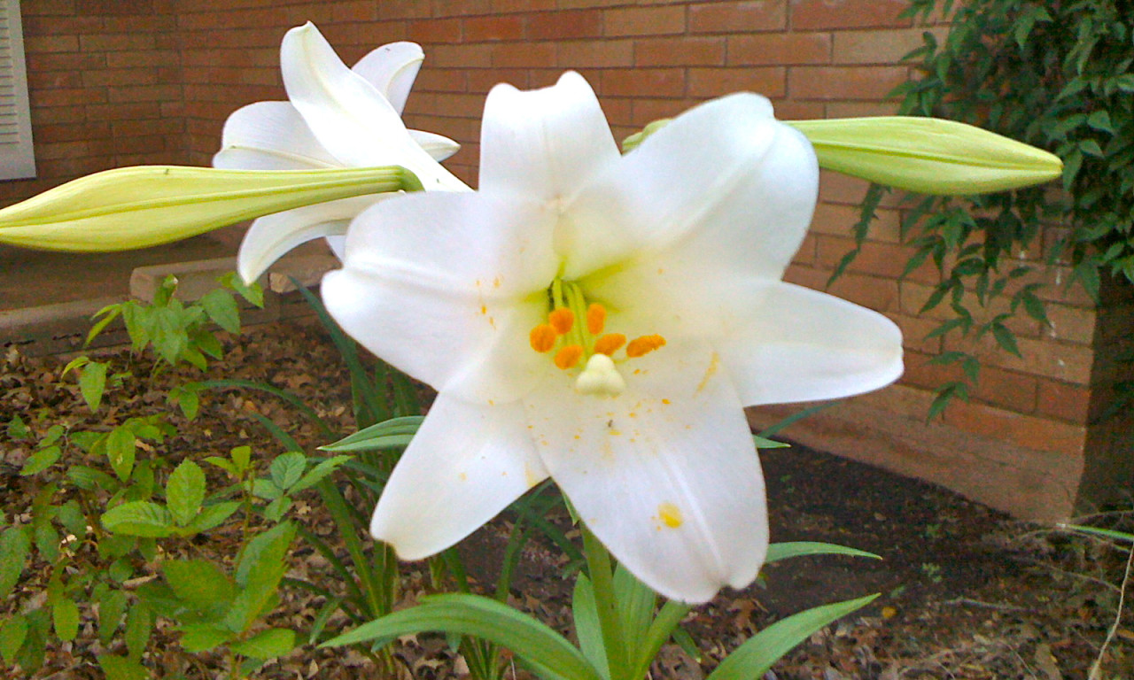 Featured Easter Lily by Kramer Wetzel