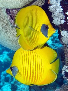 Masked Butterflyfish by vanveelen on Flickr