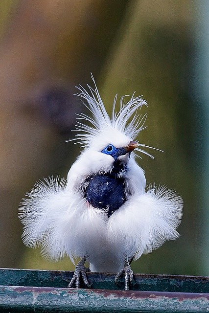 bali-mynah