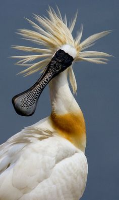 black-faced-spoonbill