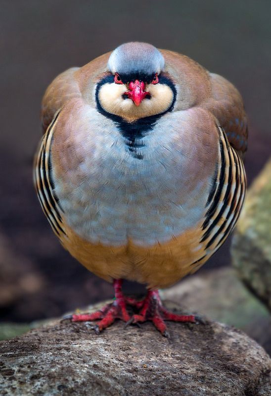 chukar-partridge