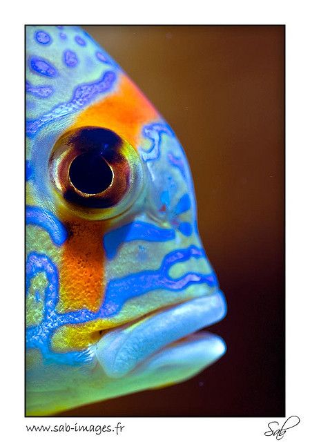 beauty-underwater-fish-of-multi-colors-on-flickr-by-kactusficus