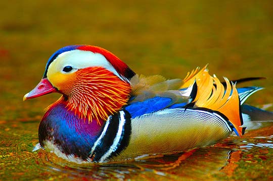 male-mandarin-duck