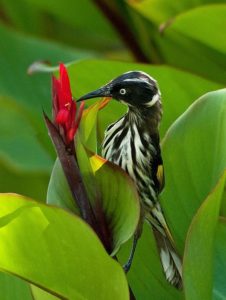 new-holland-honeyeater