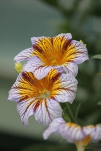 Painted Tongue (salpiglossis royale) found on casper1830.deviantart.com