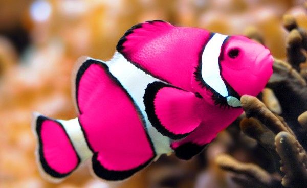 Pink Clown Fish found on gonecoastalobx.blogspot.com