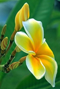 Plumeria First Bloom from backyardsclick.blogspot.com.br