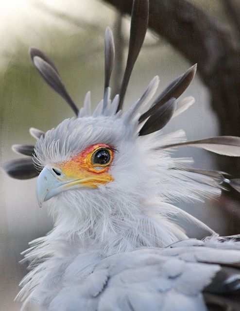 secretary-bird