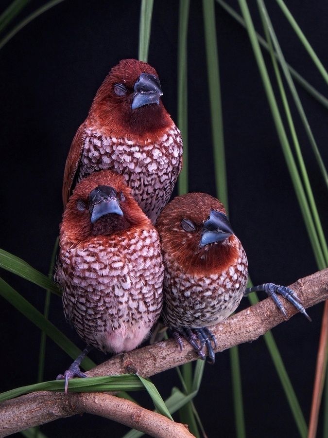 scaly-breasted-munia