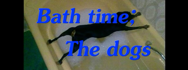 Bath Time: The dogs