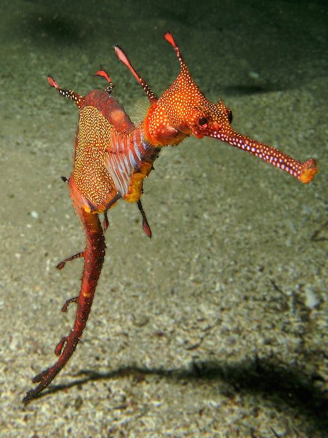 sea-dragon-buzzfeed